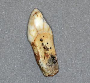 Zob sekalec jamskega medveda (Ursus spelaeus) 1